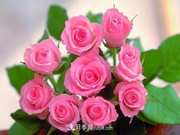 刚买的月季老桩如何种植 方法及注意事项