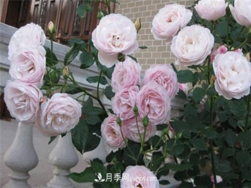 把月季花栽在院子什么位置好