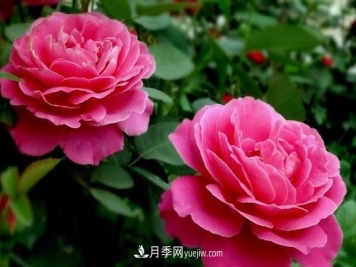 月季修剪后怎样施肥选择什么肥料好