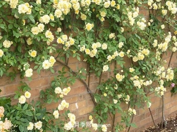 月季花苞垂头挽救方法 原因是什么