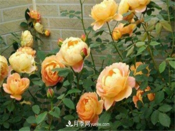 王妃月季一年开几次 如何养护