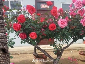 有几种树能嫁接月季 嫁接方法是什么