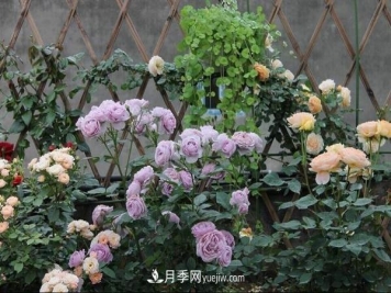 地栽月季如何使用复合肥 注意事项有哪些