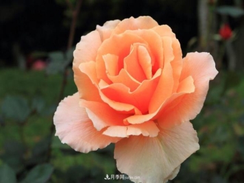 月季移栽时间及方法，刚移栽的月季怎么管理