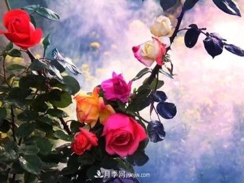 藤本月季的养殖方法和注意事项