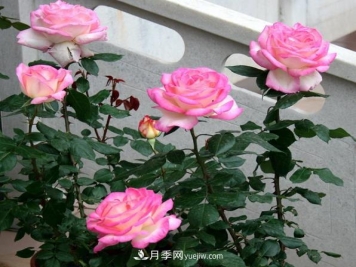 月季如何才能多开花？