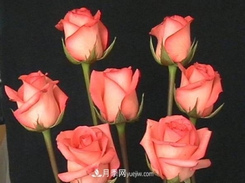 切花月季的栽培有什么技巧