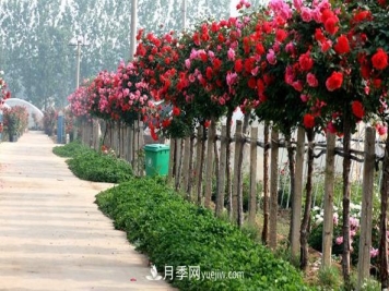 树状月季的冠形培育技术