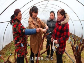 南阳卧龙区：科技助力月季产业“百花争艳”