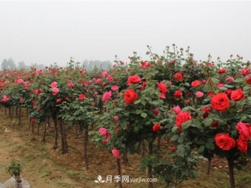 树状月季，南阳树状月季种植基地