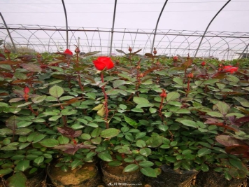 盆栽月季、月季花球、棒棒糖月季树发往花卉市场