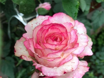 树状月季砧木的培养及品种选择介绍