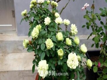 树状月季在园林景观中的前景介绍