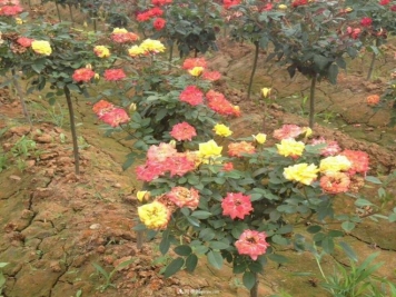 春天盆栽树状月季出现“雄头”的原因是什么？