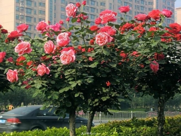 树状月季形状独特、高贵典雅、层次分明，园林绿化视觉效果非常好