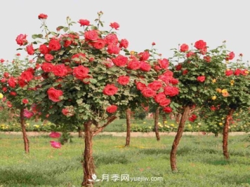 盆栽月季冬天该怎么保养？不被受冻