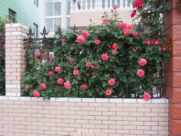 藤本月季如何牵引爬藤？