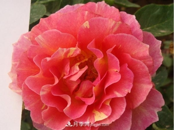 月季的这些知识，你知道吗？