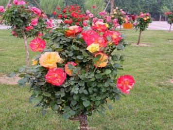 月季修剪的秘诀，花开得越大越多就越要修剪