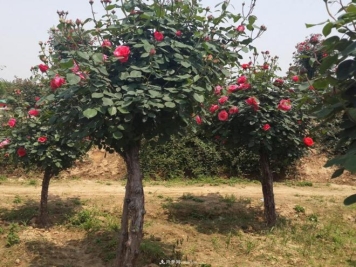 月季花为什么出现叶片、花瓣烧焦现象？