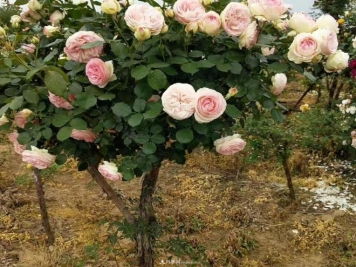 为什么树状月季开花会很少？