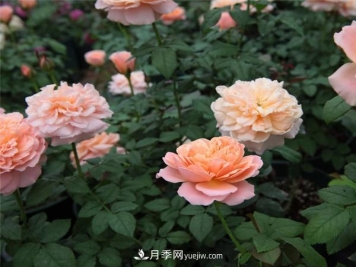 树状月季的常见种类有哪些？