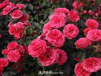 夏天管理盆栽树状月季的方法介绍