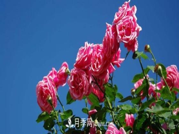 花友们都很关注月季是如何养殖的，其实最重要的就是种植后的灌溉问题