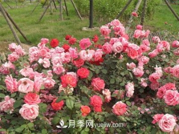 月季换盆怎么操作？换盆后经常出现的问题