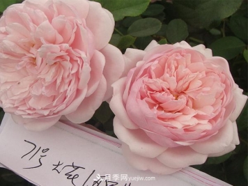 南阳月季种植基地推荐几种适合阳台月季品种