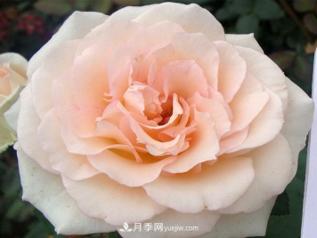 把这些花养好了，家里分分钟变花海，保证你天天待着都不想出门！