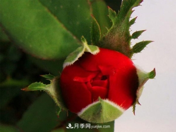 南阳盆栽月季怎么浇水