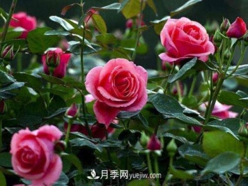 树状月季的嫁接修剪技术，你知道吗