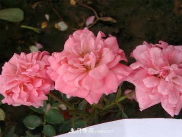 月季是我国的原产花卉，后来产生了很多优良品种。分别是？