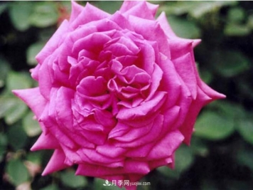 想保存月季的而美丽，怎样制作月季干花？