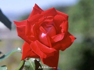 月季的硬枝扦插和管理方法也很重要的，直接影响了月季的成活率？