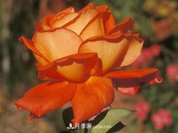 种植月季花的花友要注意虫害防治