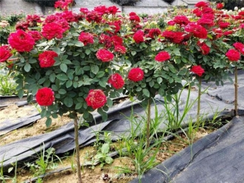 为您介绍树状月季的养植方法！