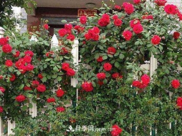 藤本月季怎么养？4种养殖方法让藤本月季爬满墙