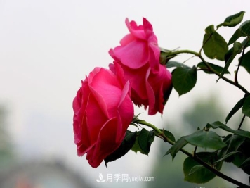 绿化工程月季的养护管理措施