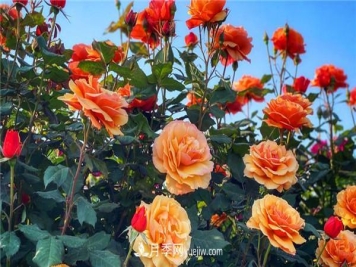 月季花的扦插步骤和后期养护