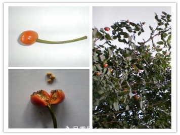 月季花籽能种吗？月季花种子怎样催芽？