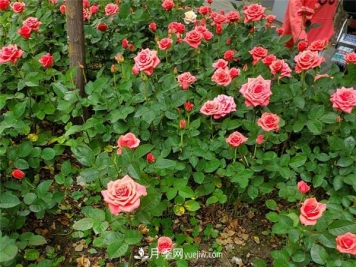 种好月季有七个法则