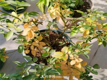 月季从底部开始烂根和黄叶是什么原因？
