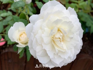 心之水滴月季，白色的切花月季推荐