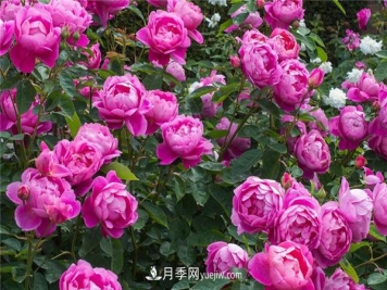 月季花水扦插懒人版和月季扦插苗假植方法