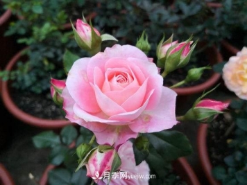 修剪月季的5个小技巧