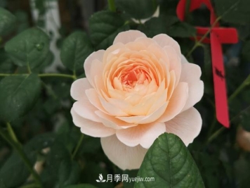 月季和玫瑰，她们都叫Rose！美丽与浪漫的化身