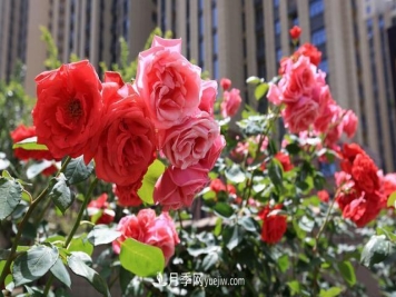 月季花好养吗？给你养殖方法，养过后就欲罢不能