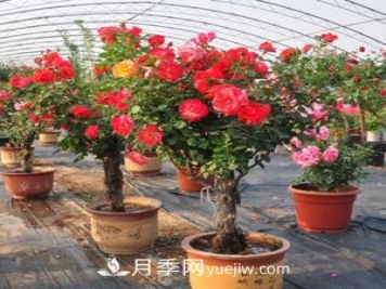 养月季不仅要学会防病虫灾，还需要把握修剪的技能